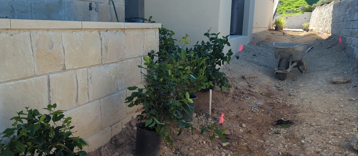 Native plants for Central Texas landscape beds — drought-tolerant species, spacing, and seasonal interest