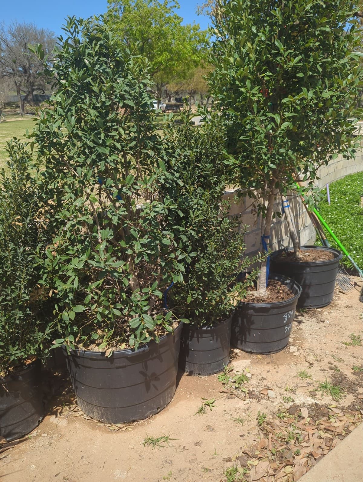 B&B tree planting detail showing pit width ratio, wire basket removal, soil amendment, and stake placement
