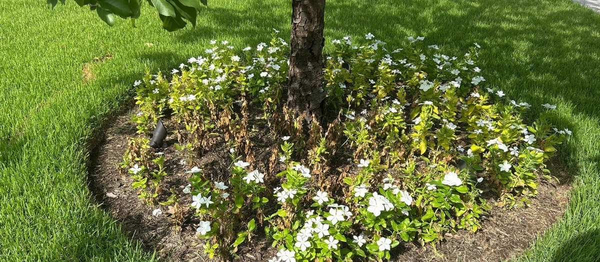 Root ball vs container vs bare root tree comparison — cost, planting season, and establishment success rates
