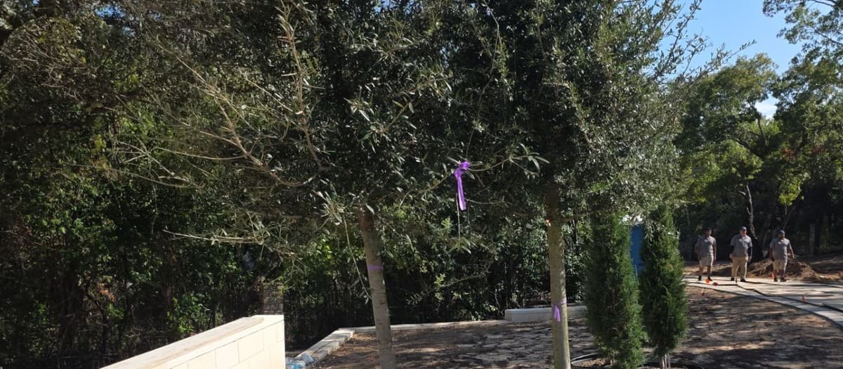 Scheduling large tree delivery and crane planting — logistics, site prep, and crew coordination